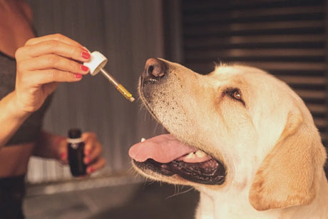 is CBD good for pets