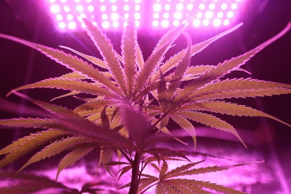 Different Ways to Grow Weed at Home